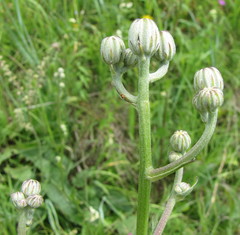 Crepis pannonica