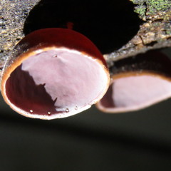 Auricularia