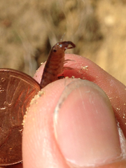 Bulychevia enigmatica