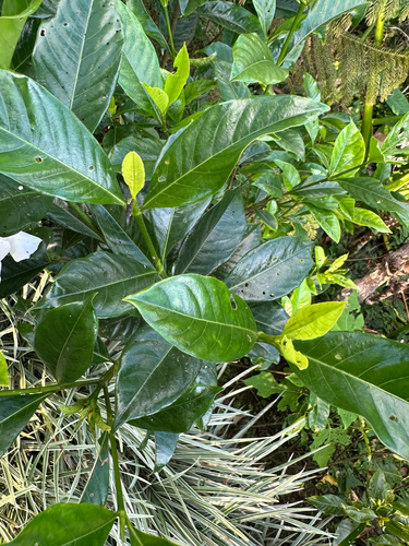 Gardenia jasminoides iNat (3)