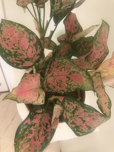 Dieffenbachia seguine