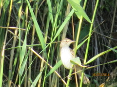 Acrocephalus scirpaceus