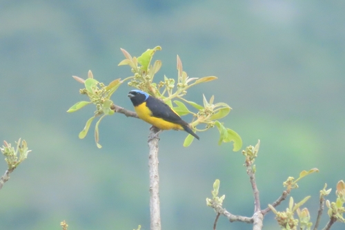 Golden-rumped Euphonia