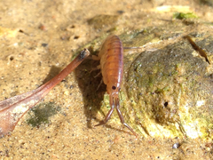 Bulychevia enigmatica