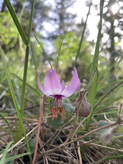Erythronium hendersonii