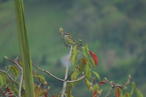 Piratic Flycatcher
