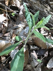 Silphium asperrimum