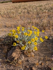 Baileya pleniradiata, photograph (c) Jacob Saucier, some rights reserved (CC BY)