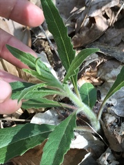 Silphium asperrimum