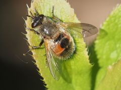 Tachina lurida