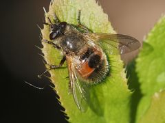 Tachina lurida