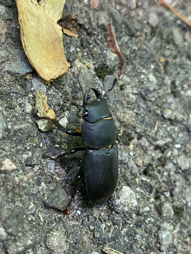 Balkenschröter