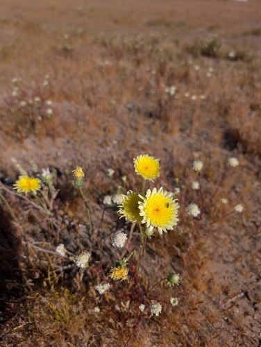 Malacothrix glabrata, photograph 4