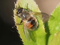Tachina lurida