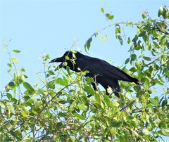 Corvus macrorhynchos culminatus