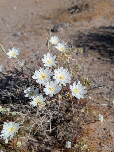 Rafinesquia neomexicana, photograph 4