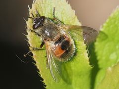 Tachina lurida