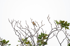 Pheucticus melanocephalus