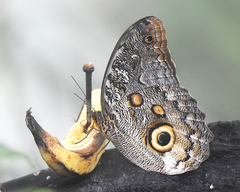 Caligo brasiliensis