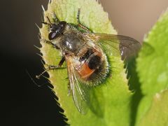 Tachina lurida