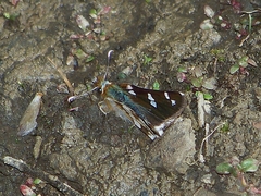 Carterocephalus christophi