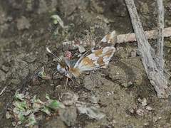 Carterocephalus christophi
