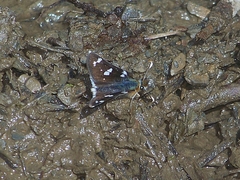 Carterocephalus christophi