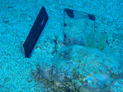 Chaenopsis limbaughi