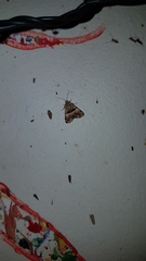 Pseudozarba orthopetes