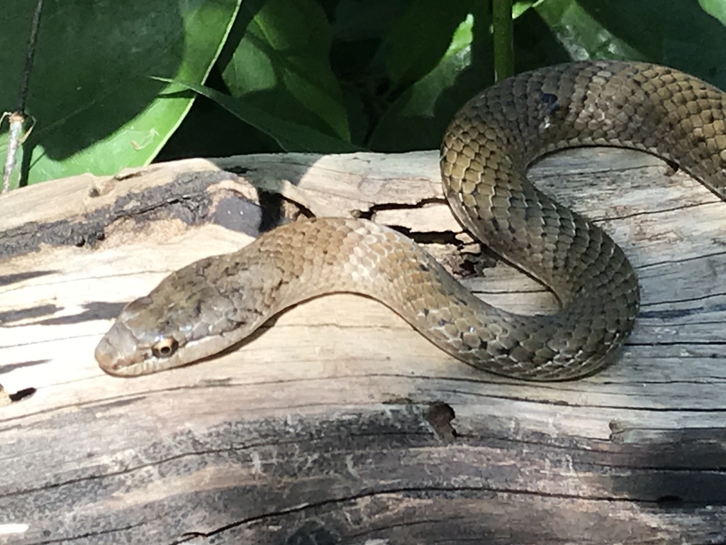 Puerto Rican Racer (Borikenophis portoricensis) - Snakes and Lizards