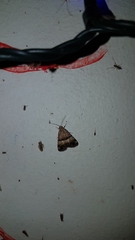 Pseudozarba orthopetes