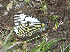 Pieris venata