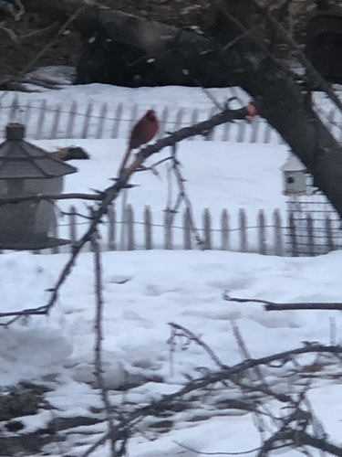 Northern Cardinal photographed in New Hampshire