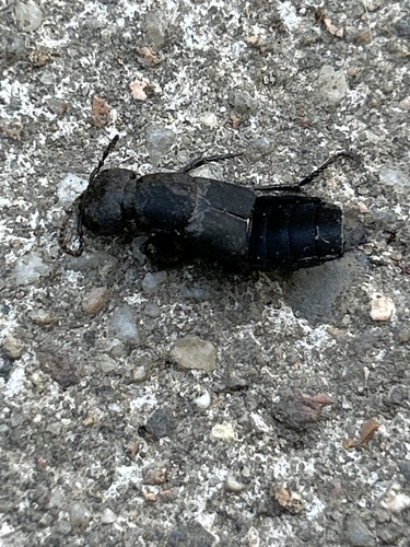 Devil's Coach Horse Beetle