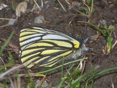 Pieris venata
