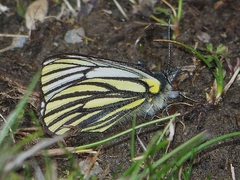 Pieris venata
