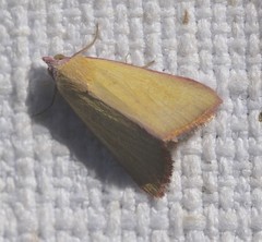 Phytometra formosalis