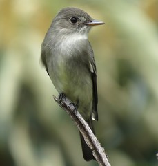 Eastern Wood-Pewee photo 6
