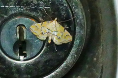 Elophila icciusalis