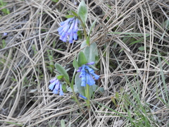 Mertensia oblongifolia
