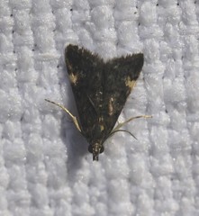 Heliothela ophideresana