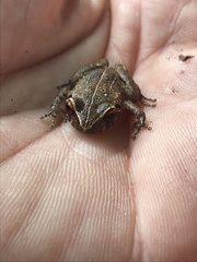 Eleutherodactylus antillensis