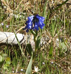 Mertensia oblongifolia