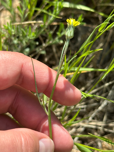 Scorzonera laciniata, photograph 4