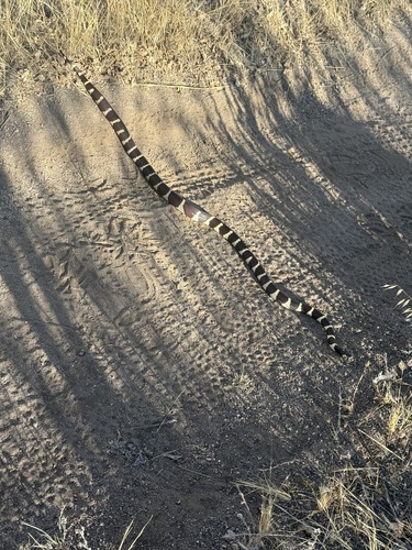 California King Snake