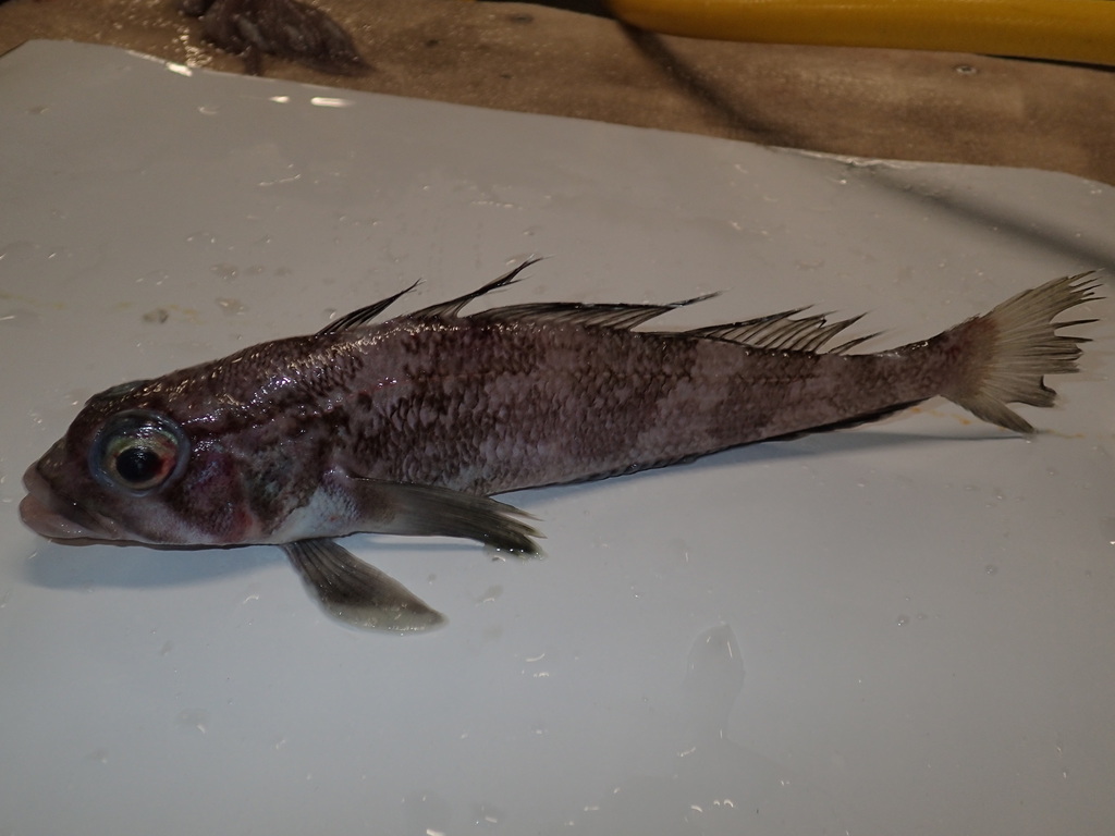 Grey Rockcod