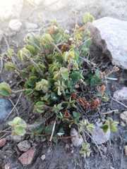 Acalypha monostachya