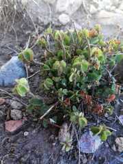 Acalypha monostachya