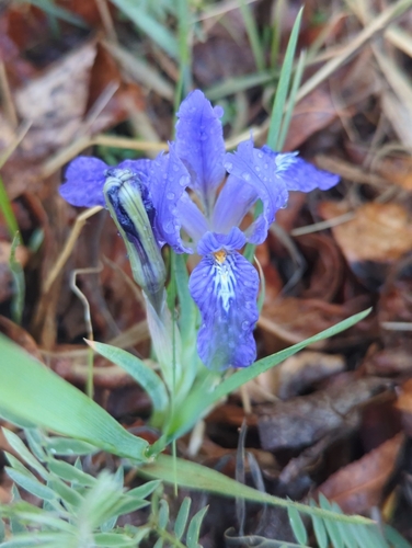Iris tigridia, photograph 3
