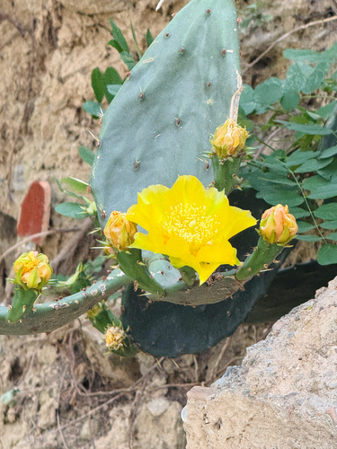 prairie pricklypear